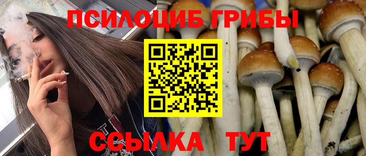 Красноармейск  Псилоцибиновые грибы Psilocybine cubensis  Вход с VPN 